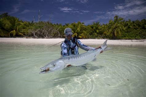 Fly Fishing Barracuda The Catch Facts Flies Rods And More