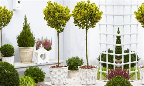 80cm Evergreen Topiary Trees | Groupon Goods