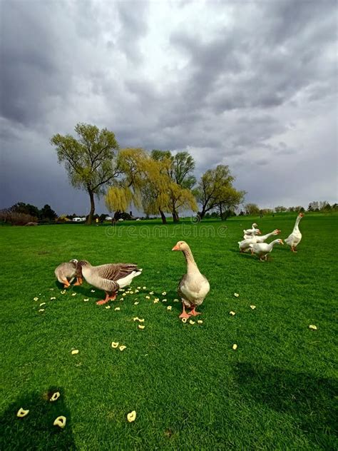 Domestic Animals And Birds In Natural And Domestic Conditions Stock