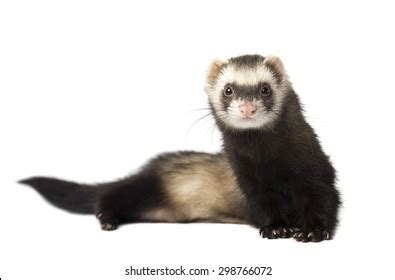 Grey Ferret Full Growth Lies Isolated Stock Photo Shutterstock