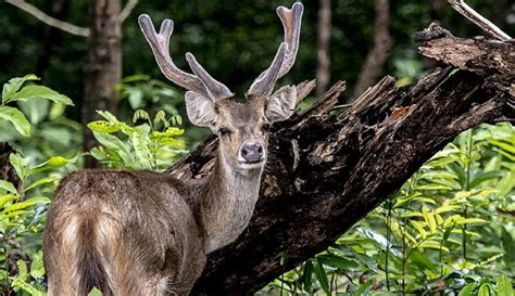 Melihat Banteng Jawa Burung Merak Dan Rusa Timor Di Taman Nasional