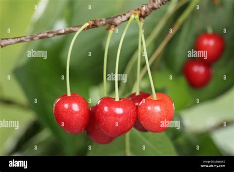 Rote Reife Kirschen H Ngen Auf Einem Kirschbaum Im Sommer Stock Photo