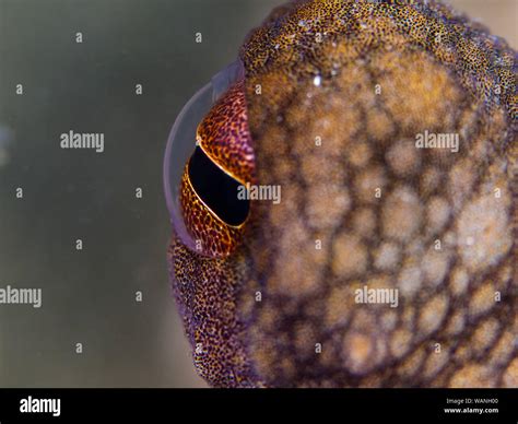 Octopus' eye, Close-up of an Common octopus (Octopus vulgaris Stock ...