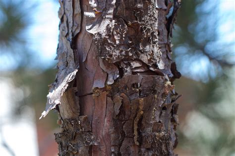 Free Images Tree Nature Branch Wood Leaf Flower Trunk Wildlife