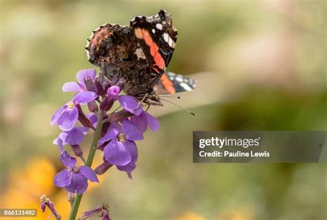 379 Red Admiral Butterfly Uk Stock Photos, High-Res Pictures, and Images - Getty Images