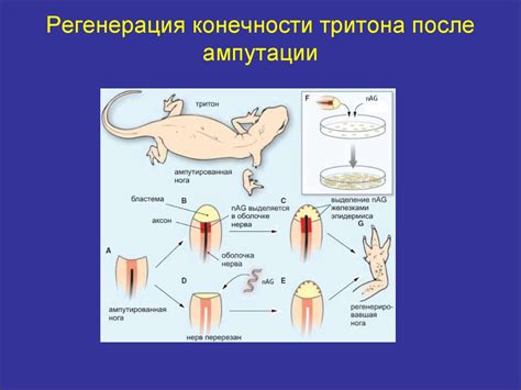 Гомеостаз и регенерация - презентация онлайн