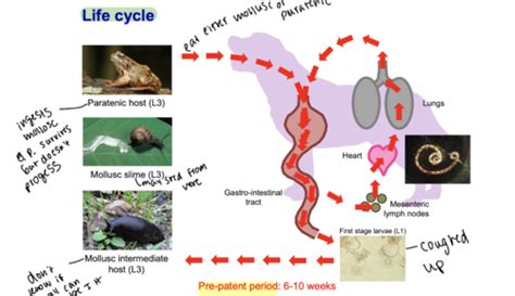 Nematode Parasites Of CVRS Flashcards Quizlet