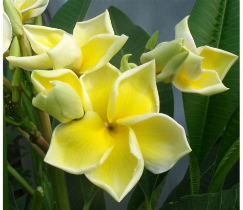 Contact Us Scented Garden Frangipanis