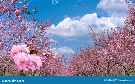 A Row Of Trees With Pink Flowers Sakura Cherry Blossom Alley In