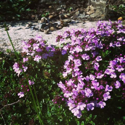 Thyme Thymus Vulgaris Lamiaceae — Cambridge Naturals