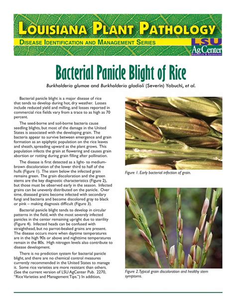 PDF Bacterial Panicle Blight Of Rice 2015 09 28 It Some Rice