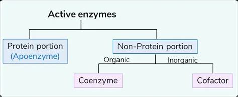 Enzymes Classification Properties Neet Pg Biochemistry