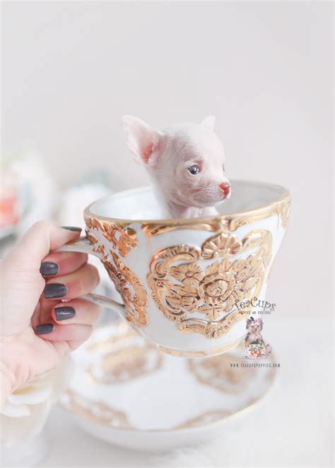 Teacup Chihuahua Breeders FL | Teacup Puppies & Boutique