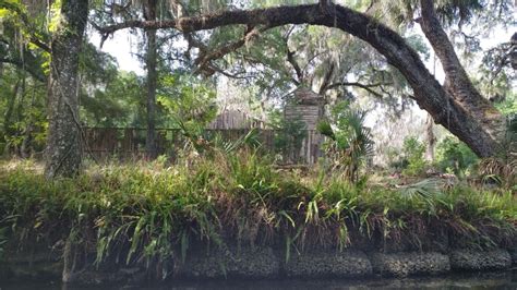 Silver Springs Manatee Kayaking Tour | GetYourGuide