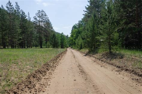 Camino Rural De Tierra En El Bosque Bosque De Pinos Al Lado De La