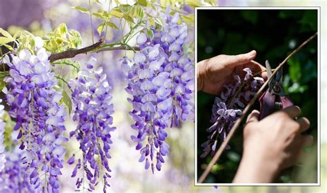 How To Grow Wisteria ‘main’ Time To Prune Plants ‘encourages Production Of Flower Buds