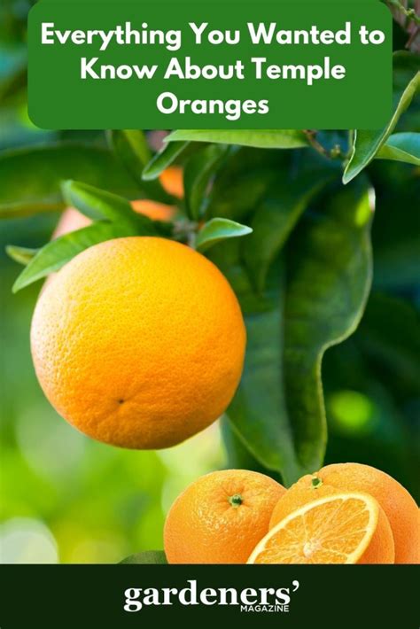 Everything You Wanted To Know About Temple Oranges