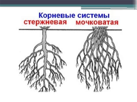 Презентация "Строение корня"