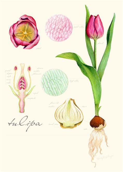 Tulip Anatomy By Kendyll Hillegas Botanical Illustration Botanical Flowers Print Botanical