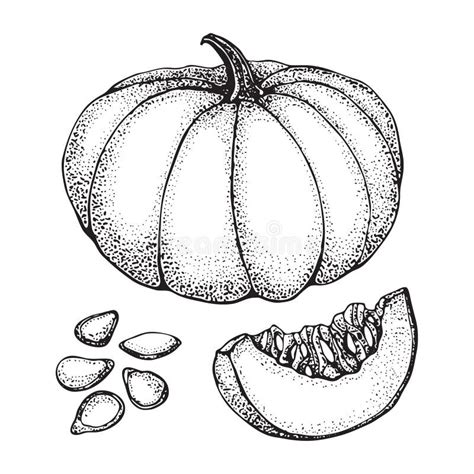 Sistema Del Dibujo Del Vector De La Calabaza Objeto Dibujado Mano