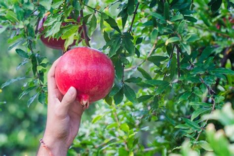 5 Fast-Growing Fruit Trees For Your Backyard Orchard