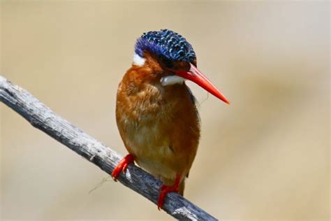 Malachite Kingfisher Wildlife Den South African And Australian