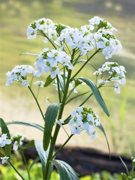 Horseradish Plant Flowering: What To Do About Flowers On Horseradish