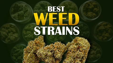 What Is The Most Popular Weed Strain In Canada Surrey Weed Delivery