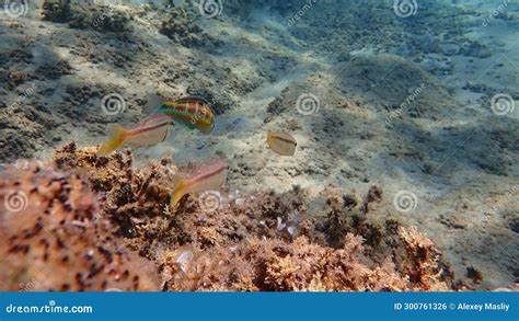 Ornate Wrasse Thalassoma Pavo And Striped Red Mullet Or Surmullet