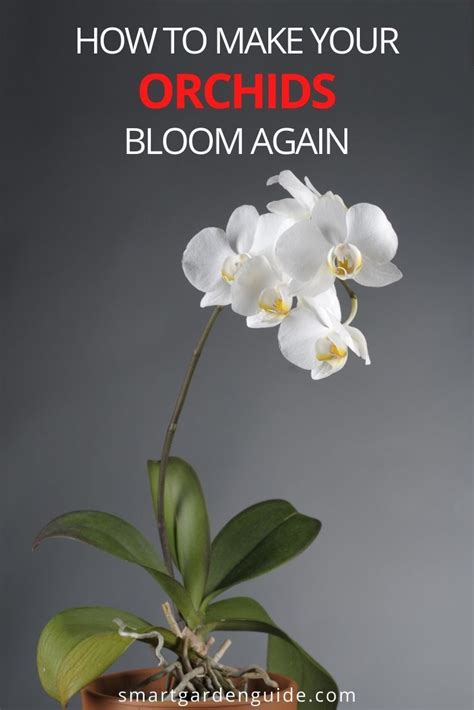 How To Make Phalaenopsis Orchids Rebloom Smart Garden Guide Orchid