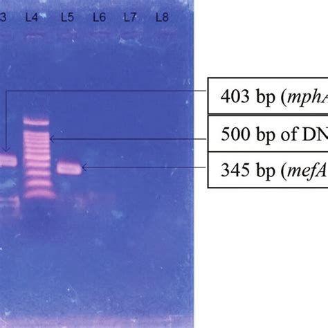 Photograph Of Gel Electrophoresis Of Negative Control Without Dna Te Download Scientific