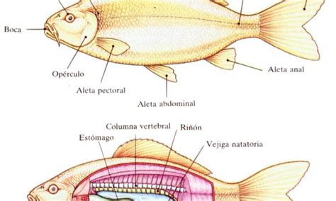 Los Peces Tienen Corazon Actualizado Noviembre 2024