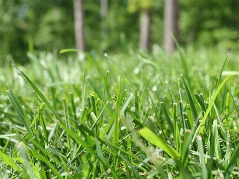 What Is Hybrid Bermuda Grass Key Features And Benefits My Heart Lives Here