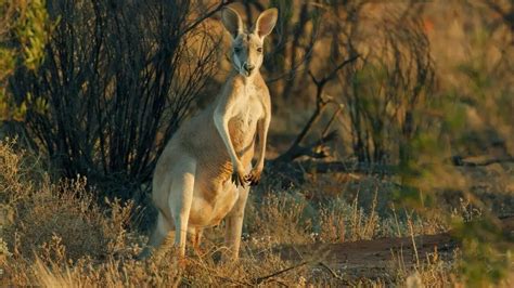 Australie l odyssée sauvage S01E02 Des fleuves aux mangroves