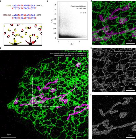 Fast Two Color Fluorogenic DNA PAINT Imaging Without Optical