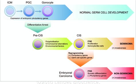 Model Of Type Ii Testicular Germ Cell Tumor Development Download