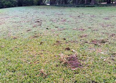 10-12-17-Armadillo-damage-to-lawn - Neil Sperry's GARDENS