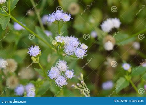 Bandotan Wild Plant With The Scientific Name Ageratum Conyzoides A