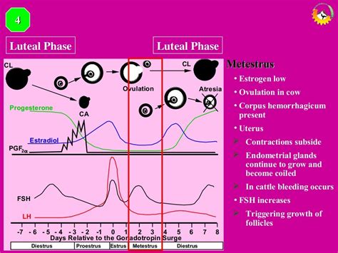 Presentation On Estrous Cycle