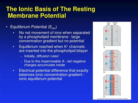 PPT The Neuronal Membrane At Rest PowerPoint Presentation Free