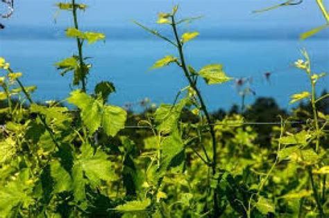 Bilancio Annata Agraria Pandemia Terremoto Per Leconomia Agricola