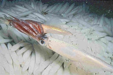 Dr Ellen Prager Sex Drugs And Sea Slime The Oceans Oddest Creatures And Why They Matter NPR