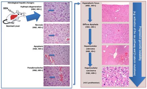 Animal Models As A Tool In Hepatocellular Carcinoma Research A Review