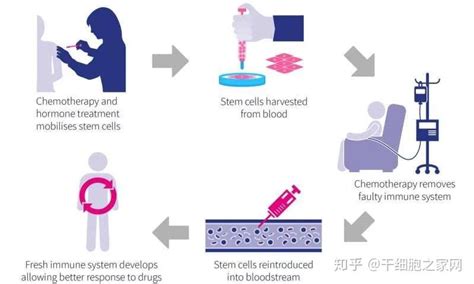 看懂什么是干细胞移植！干细胞如何获得，移植过程，成功率 知乎