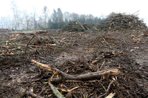 Hectare Bos Gekapt In Natuurgebied Affligem Regio Hln