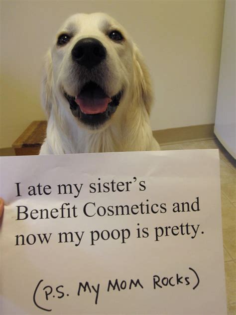 Hilarious Dog Shaming