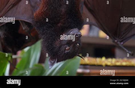 Bat hanging upside down Stock Videos & Footage - HD and 4K Video Clips - Alamy