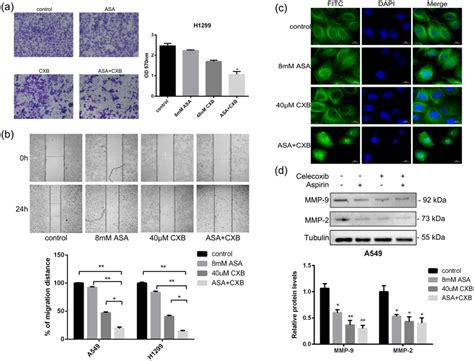 Effect Of Celecoxib And Aspirin On Non Small Cell Lung Cancer Cell Download Scientific Diagram