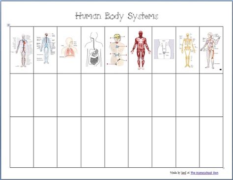 Systems Of The Body Worksheet