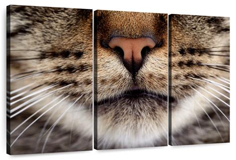 Cat Whiskers Wall Art Photography